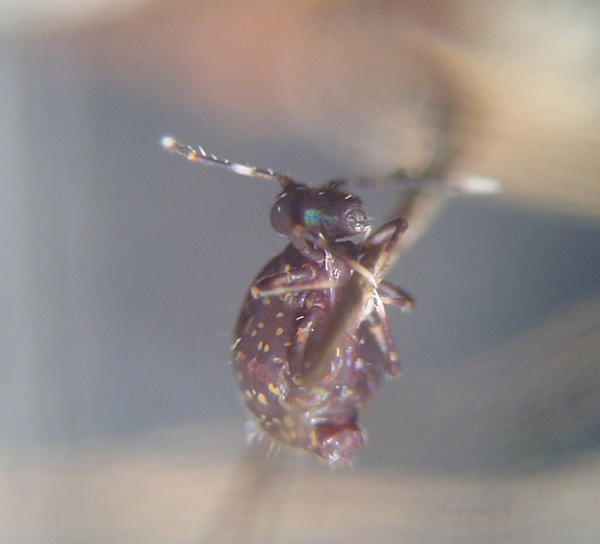 COLLEMBOLA FOR DETERMINATION